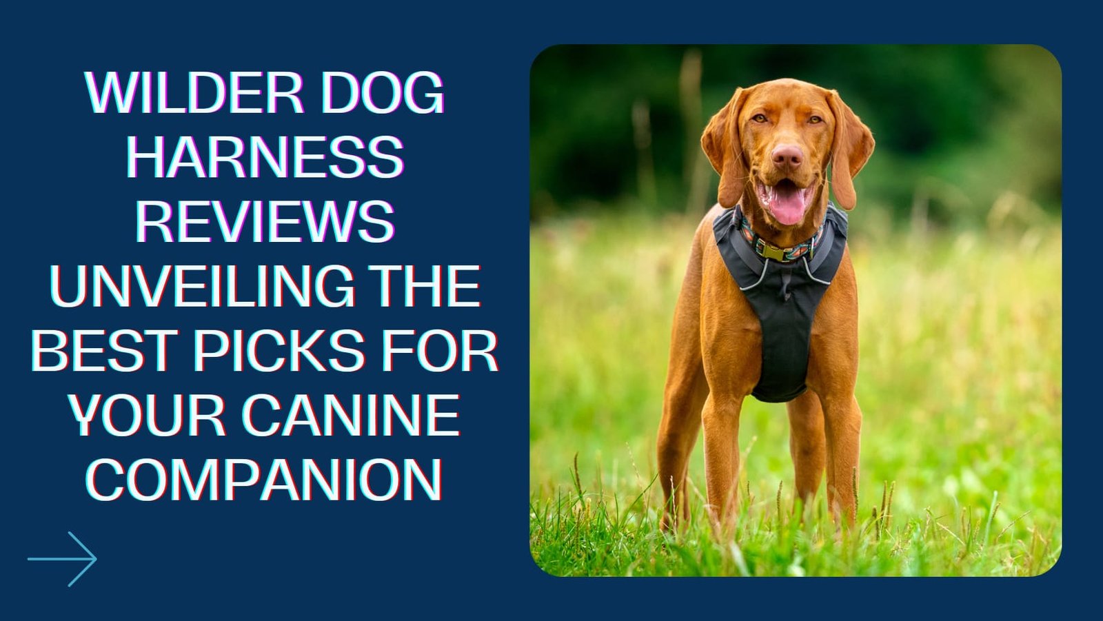 wilder dog harness reviews